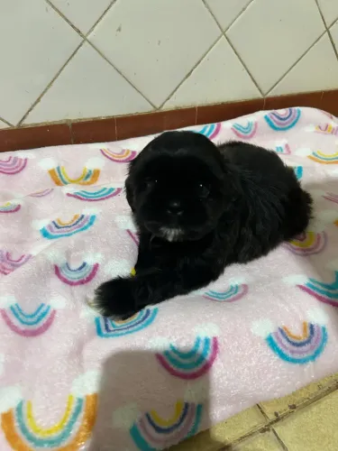 VENDO FILHOTES DE SHIH TSU 