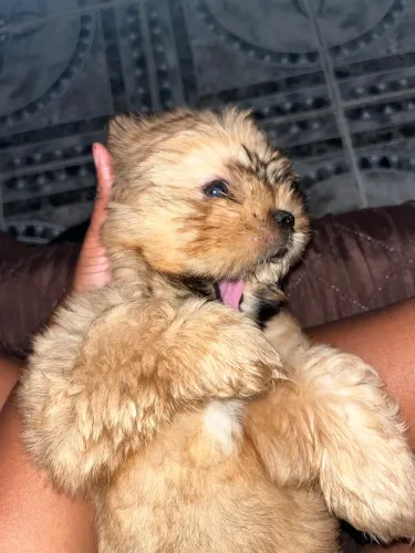 Cachorro