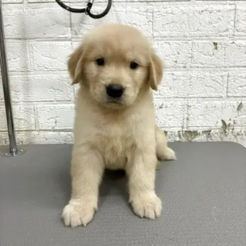 Cãozinho temperamento alegre Golden Retriever