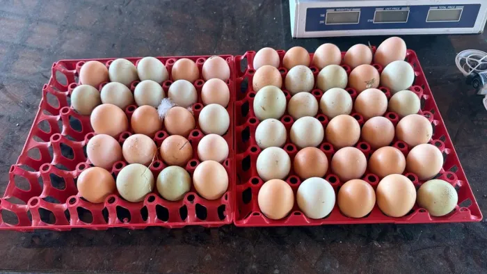 Ovos de GSB
