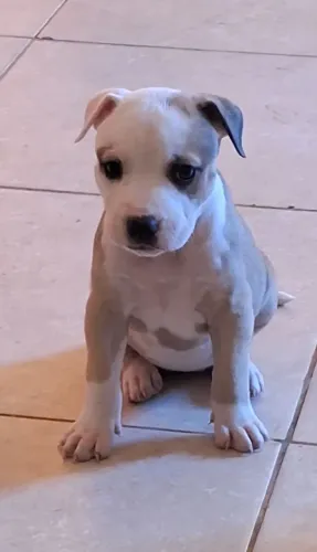 Filhote de Pitt bull monster
