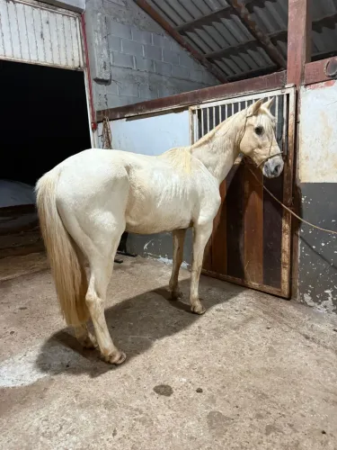 Cavalo Crioulo