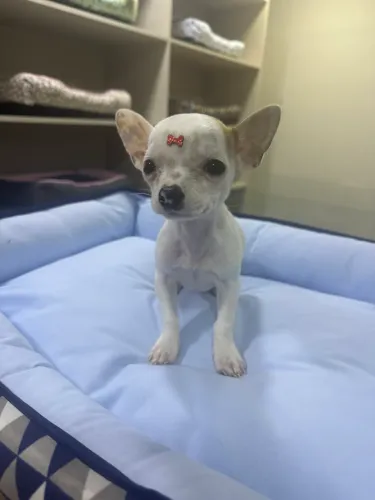 Chihuahua pelo curto