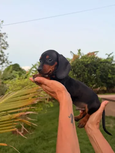 BASSET DACHSHUND MINIATURA BLACK AND TAN 