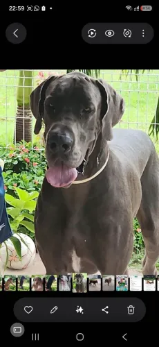 VENDO FILHOTES DE DOG ALEMÃO DE EXCELENTE LINHAGEM. PAIS COM PEDIGREE