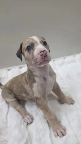 Vendo filhotes de dog alemão
