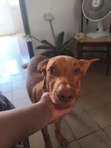 Quero doar esse dog