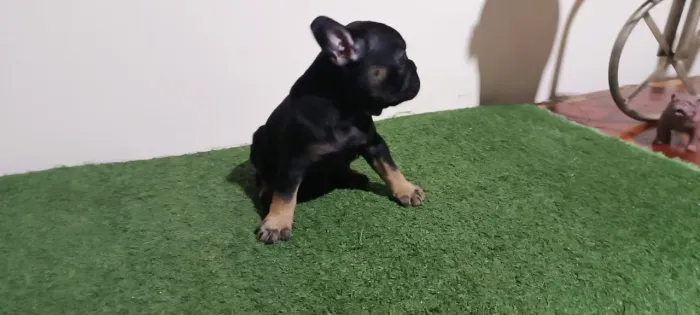 Bulldog