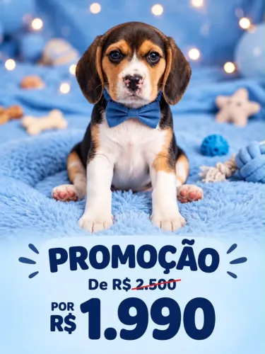 Lindos filhotes de Beagle