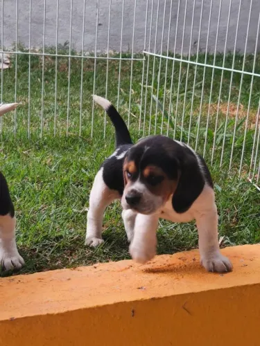 Beagle contratação de milhoes amor companheirismo e fofura
