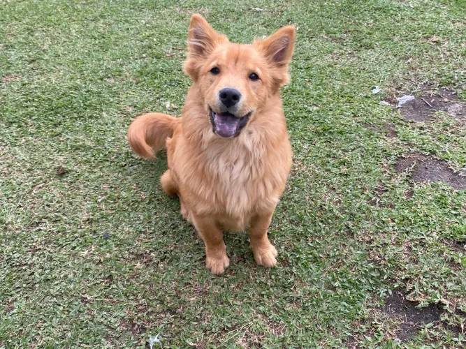 Doa se cachorro macho