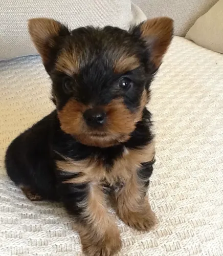 Bebês lindos de Yorkshire fêmea e macho