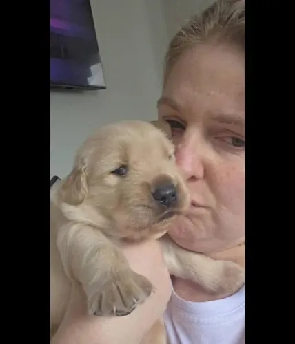 Filhote de golden retriever macho