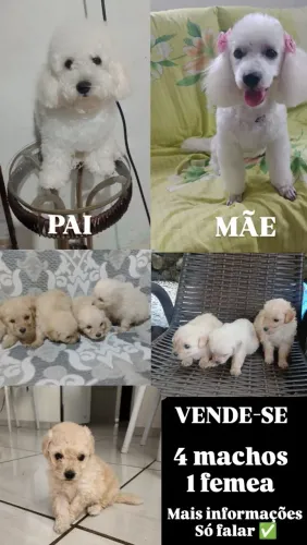 Filhotes de poodle