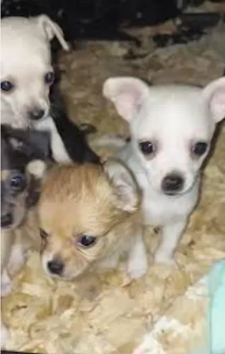 Pinscher com chihuahua disponível 