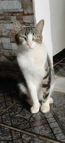 Gata para adoção 