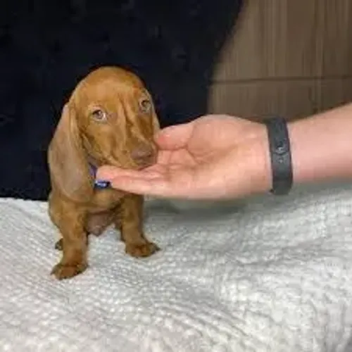 Basset - Filhotes Disponíveis para Novos Tutores