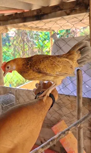 Mini galinhas