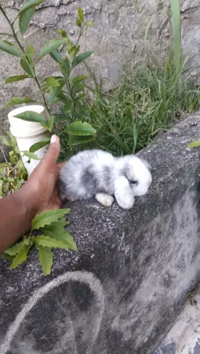 Coelho macho Mini loop Uruguai