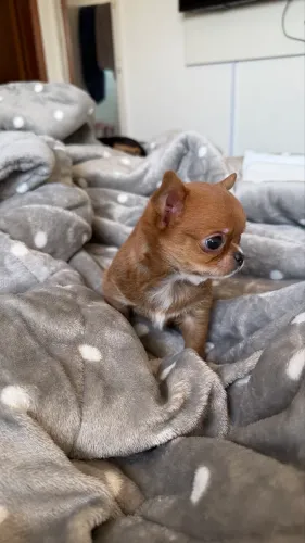 Filhotes Chihuahua Mini