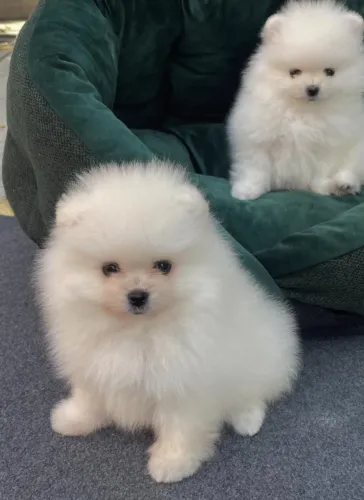 Cachorro Lulu da Pomerania leve mais amor para sua Familia.