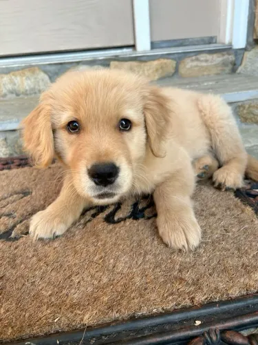Golden O destaque do arraiá tem quatro patas