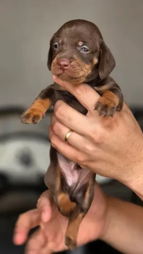 Vendo filhotes Dachshund (basset)