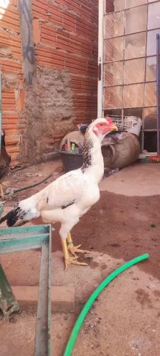 Galinhas de raça 