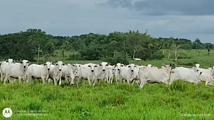 50 hectares nas margens do asfalto há 43 km de Castanhal R$ 750 mil