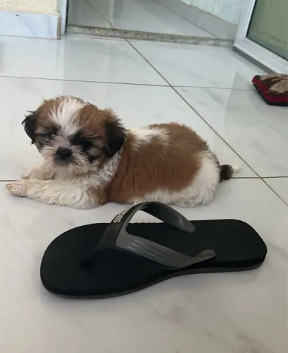 Fêmea filhote Shih Tzu