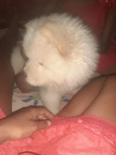 Vendo um filhote de chaw chaw 2 meses de nascido macho