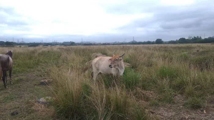 Vendo vaca!