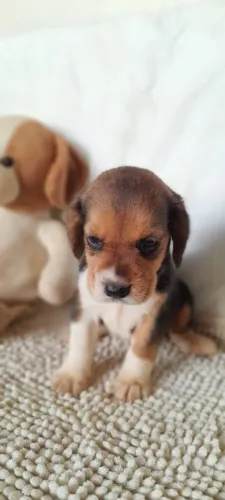 Filhotes de Beagle com Pedigree
