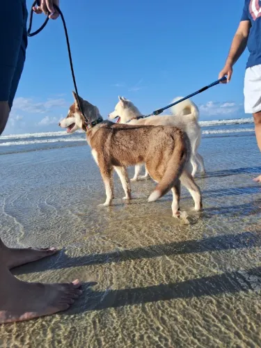 Husky Siberiano - Filhotes