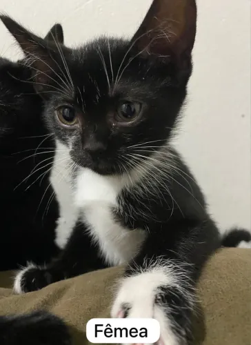 Doa-se Gatinho Com 60 Dias