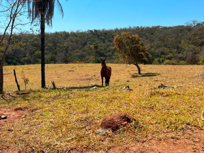 Égua a venda ?