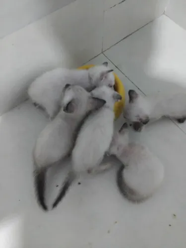 Doação de gatinhos