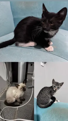 Adoção de gatos