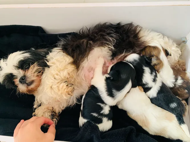 Filhotes de Shih Tzu disponíveis