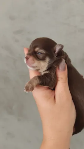 CHIHUAHUA macho chocotan pelo longo