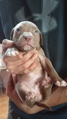 Filhote de Pitbull