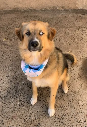 Adoção de cachorro