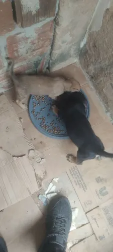 Cachorro