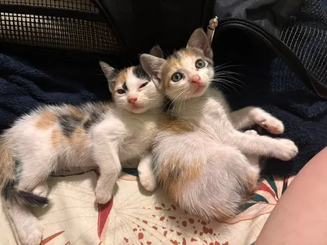 Adoção responsável: gatinhas filhotes (vermifugação e castração garantidas!)