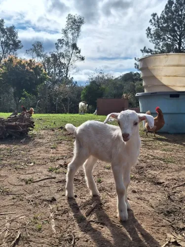 Cabrito