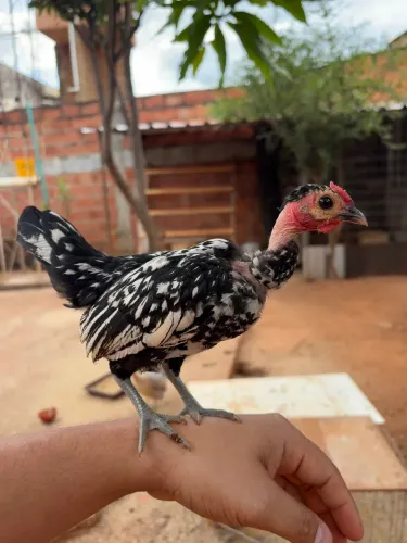 Garnisé macho polaco 