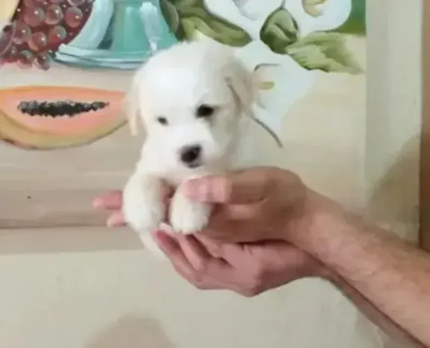 Poodle com maltês disponíveis 