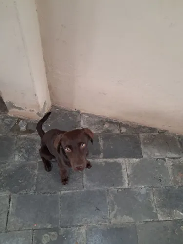 Labrador