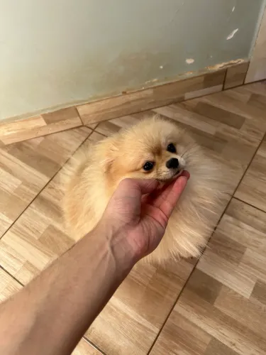 Doação Lulu da Pomerania