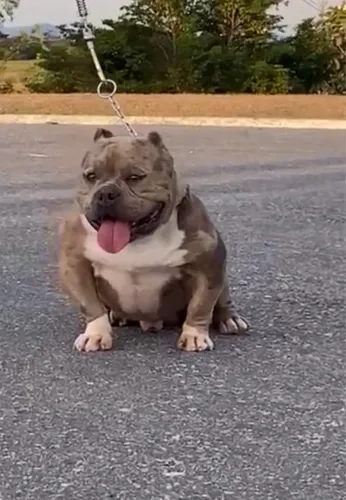 American Bully BLUE MERLE 